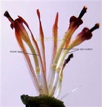  Disc florets and paleae